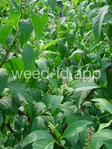 pokeweed, common